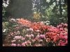 OGRÓD BOTANICZNY PAN. RÓŻANECZNIKI I AZALIE FOT. WIŚNIEWSKI